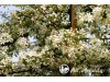 Obelis japoninė ,Brouwers Beauty' (lot. Malus toringo) -c7,5